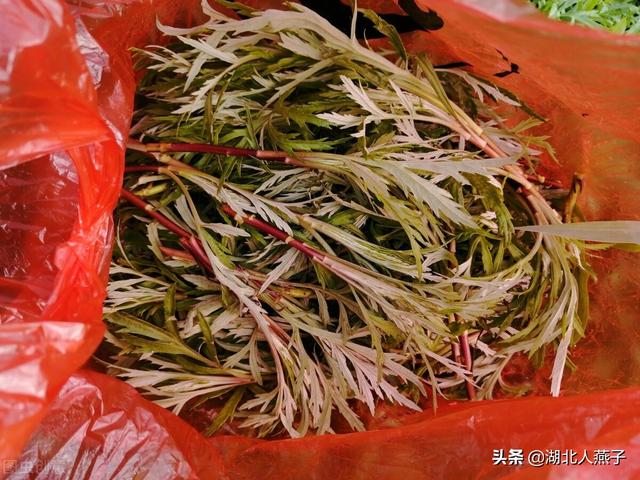 野菜种类有什么，野菜的种类和图片大全（你想要的野菜这里都有）