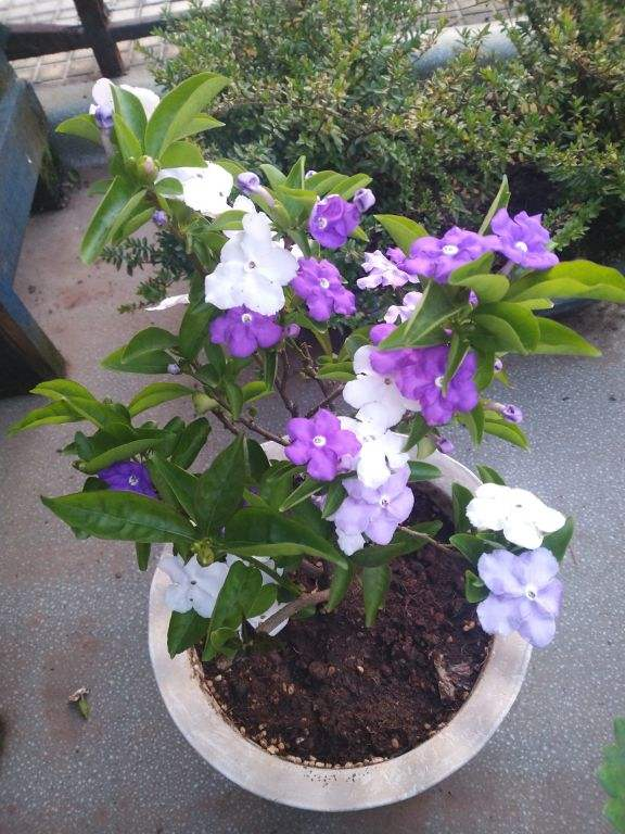 茉莉花是什么颜色，山茶花是什么颜色（1种“茉莉花”）