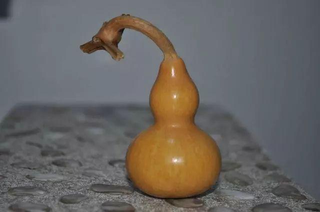 葫芦怎么保存处理不得不知，葫芦不成熟怎么保存（文玩葫芦晒、养、盘、存还是有讲究的）