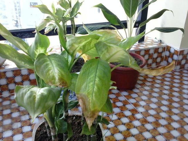 万年青树冬季养殖方法，常见万年青树怎么养（能预防干尖、焦边、枯黄）