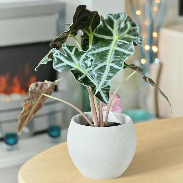 黑叶芋，这些网红植物都可以养室内（黑叶芋小仙女）