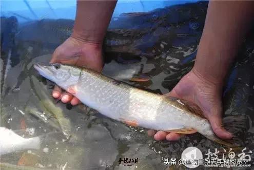 淡水鱼都有什么鱼，钓鱼人一定要知道的二十种淡水鱼（中国常见的20种淡水鱼）