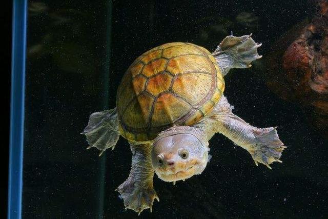 家里养乌龟有什么好处呢，家里养乌龟有啥好处（为什么会爱上养龟）