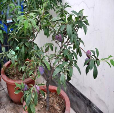 红李子的功效与作用，红心李子的功效与作用（李子的功效与作用）