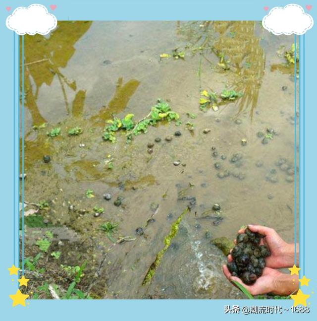 海螺吃什么 如何喂养，海螺吃什么（田螺吃什么食物、养殖时需要注意的事项与管理方法有哪些）