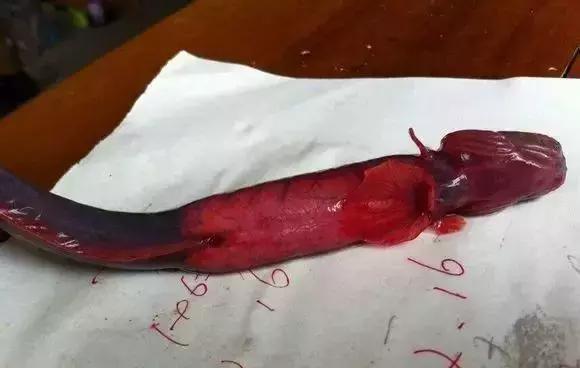 请问清炸小扒皮鱼的做法，炸小剥皮鱼的做法大全（今后再也不怕不认识海鲜了）