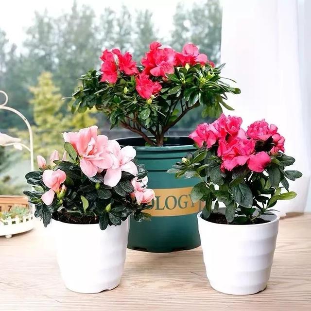 春夏秋冬四季什么花好看，这十种花几乎一年四季都开花