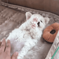 呆萌狗狗，呆萌狗狗道具（呆萌+有趣+憨厚图片）