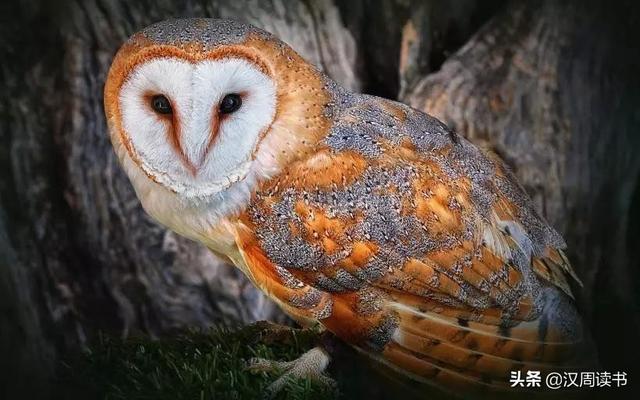 猫头鹰是鸟类吗，猫头鹰属于鸟类吗（为什么成了古人眼中的不祥之鸟）