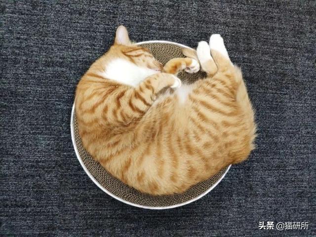 猫咪正确使用猫抓板的十个原则，猫咪为啥要用猫抓板（哪种才是猫咪真爱）