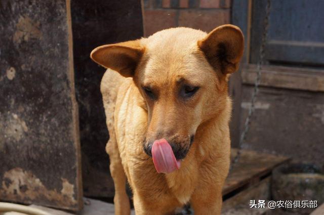 鸡吃了蜈蚣为什么变凶，鸡为什么是五毒的克星（人们最怕的却是这种温和的家禽）