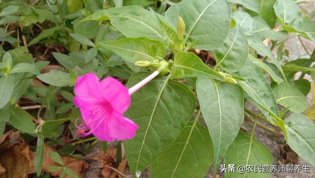 胭脂花根的功效与作用，胭脂功效与作用（用它煮水厉害啦，根比花价值高）