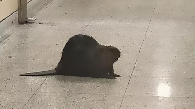 加拿大的动物国宝，加拿大的国宝动物是什么动物（加拿大国宝河狸大摇大摆进了地铁站）