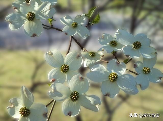 小花梾木的功效与作用，茉莉花的功效（<lai>木的四季）