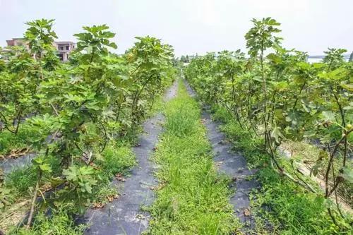 无花果的花在哪里，无花果有花吗（无花果的品种哪种好）