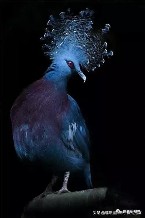 蓝凤冠鸠仙唐加拉雀叉扇尾蜂鸟翠鸟花彩雀莺火尾绿鹛马鸡马鸡马鸡小