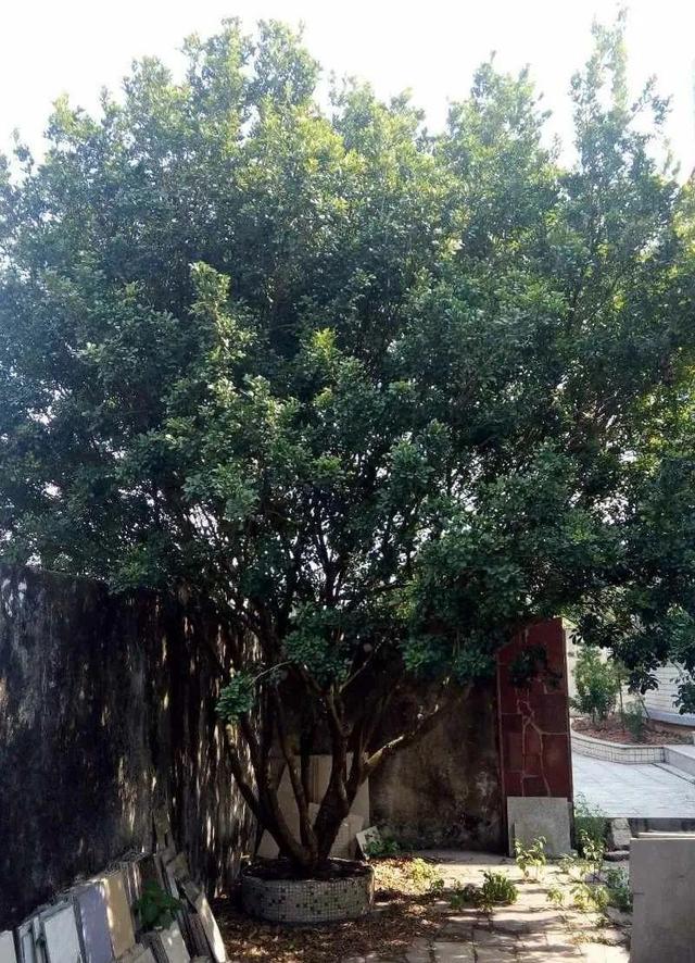 一梦两三年一花一世界网名，一梦两三年一花一世界微信昵称（千年的紫藤树···5种花越老越值钱）