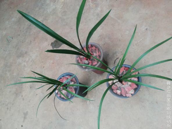 兰花什么时候开花，兰花开花时间（兰花最全养护要点）