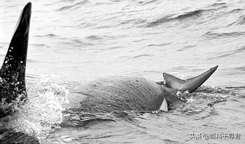 鲨鱼为什么不吃海豚，为什么鲨鱼不吃海豚（“鲨鱼不吃海豚”这样明显的谣言为何能甚嚣尘上）