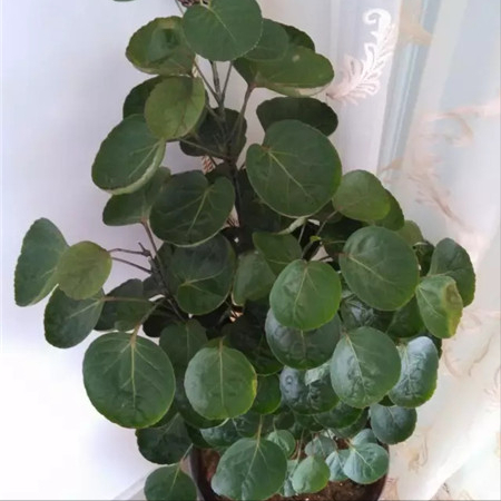 阳台放什么植物招财又旺宅 家里阳台种什么植物风水好又旺财 第30张