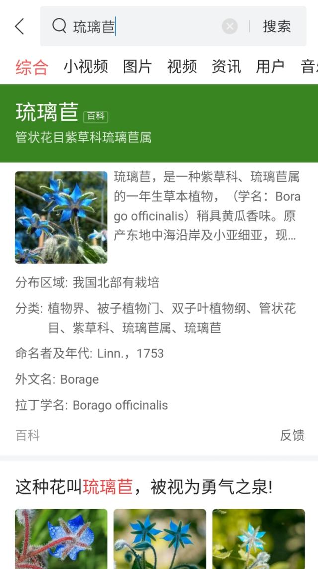 一种养殖琉璃苣的方法，琉璃苣的养殖方法和注意事项（买点种子种花盆里都能生长）