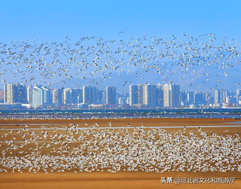 秦皇岛旅行社（畅游秦皇岛）