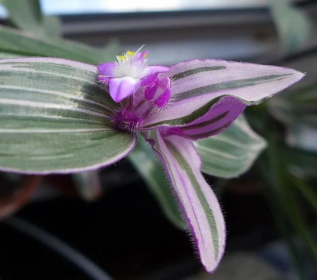 黑叶芋，这些网红植物都可以养室内（黑叶芋小仙女）