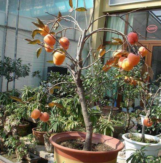 柿子干怎么晒不会变黑,柿子怎么晒不发黑(几天就能长成小盆栽)