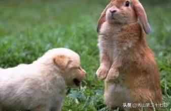 兔子能不能喝水，兔兔真的不能喝水么