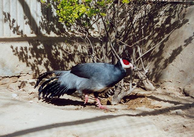 真正的土鸡，土鸡卖多少钱一斤（白马鸡、蓝马鸡、藏马鸡、褐马鸡）