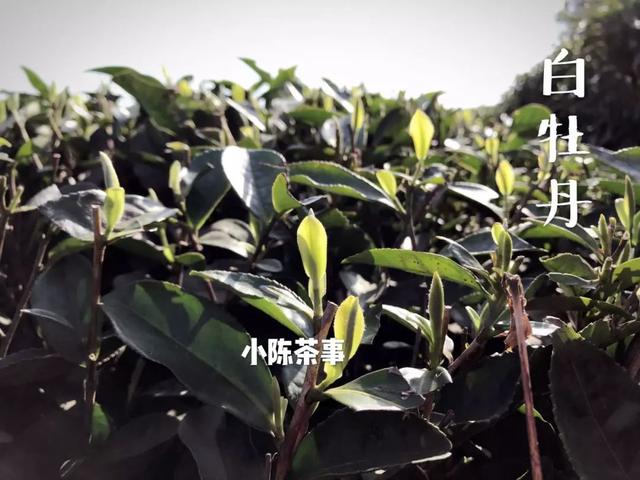 白牡丹茶怎么泡，白牡丹是什么茶（白茶春牡丹和秋牡丹）