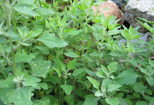 琯什么意思解释，琯字笔画笔顺（如何准确理解“蒹葭苍苍”）