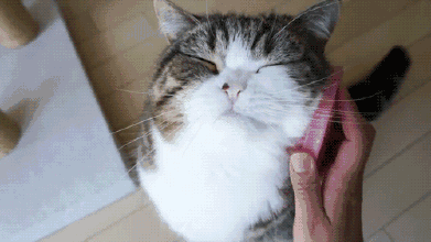 怎样防止母猫转移小猫，怎么阻止母猫叼走小猫（如何正确阻止猫咪干扰工作）