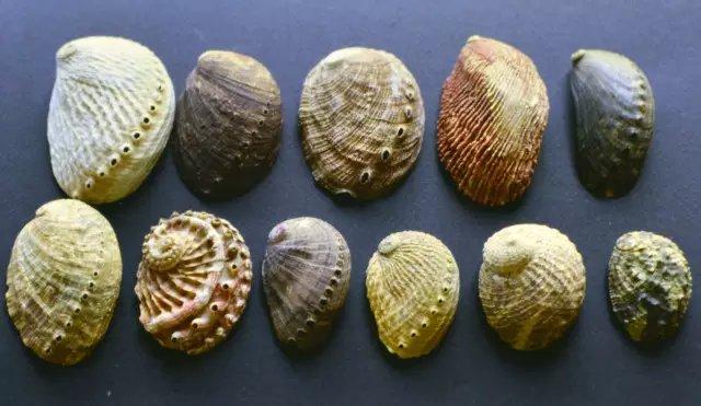 鲍鱼是什么动物，鲍鱼是什么内涵（为何大妈依旧爱理不理）