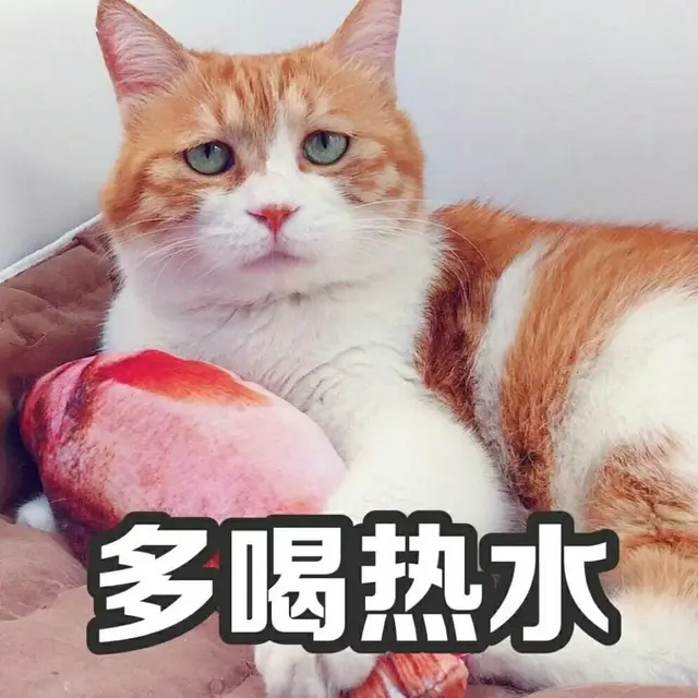猫咪可以喝温水吗，猫咪能喝煮开的水吗（天冷了，猫咪也要多喝热水）
