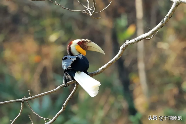 狼牙什么属相的人不能佩戴，不适合带狼牙的属相（这5种动物首饰你还敢戴）