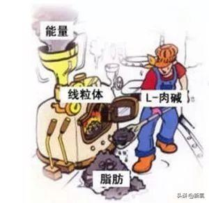 健身喝的左旋是什么，左旋肉碱的危害及副作用知乎（还能把人喝成永久性脑损伤）