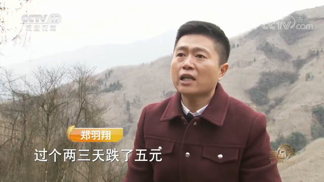 羊肚菌栽培技术，羊肚菌的种植方法和栽培技术是什么（亩产最高1000斤）