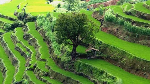 哈尼是什么意思，哈尼是什么意思在中国（哈尼族祈祷风调雨顺的这个民间习俗）