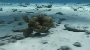 章鱼有几只脚，章鱼有几只脚章章鱼长什么样（它们还是海底的山寨大师）