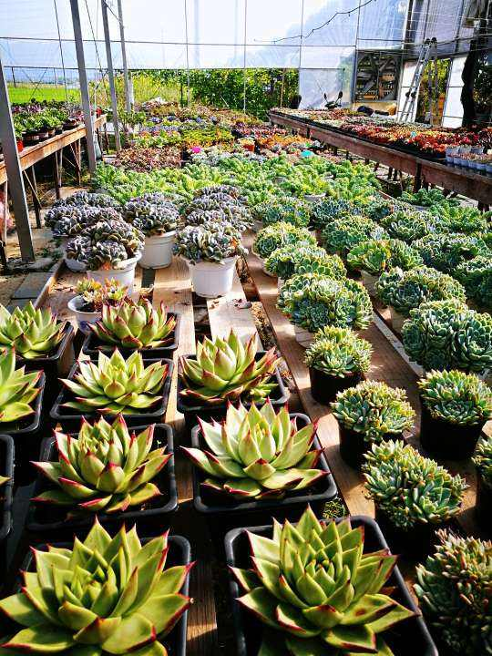 花城是哪个城市，不夜城是哪个城市（中国超美的两大花城）