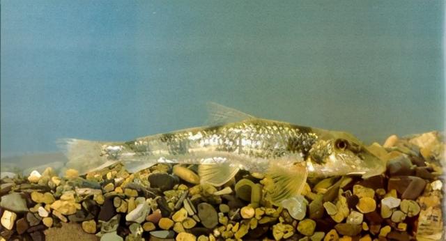 淡水观赏鱼种类，淡水观赏鱼的种类大全！（中国淡水观赏鱼图集<一>）