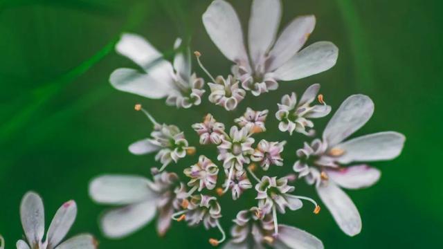 madam怎么读，madam怎么读英语（新概念一单词104-111课我拆你看）