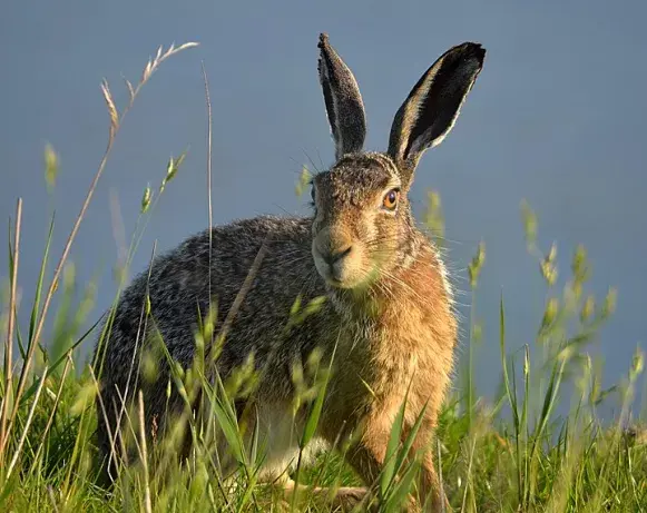 巨型安哥拉兔的八大生活习性，安哥拉兔是最大的兔子吗（你见过最大的兔子有多大）