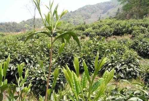 历史悠久的南京茶文化，南京茶南历史（中国茶叶历史悠久名扬四海）