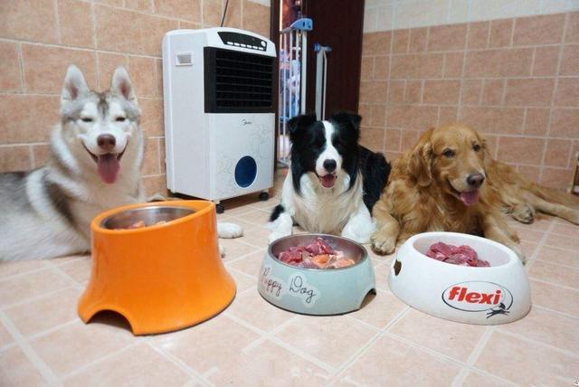 狗狗能吃盐吗，一天最多能吃多少盐，狗狗能吃盐吗（狗狗并非不能摄入食盐）