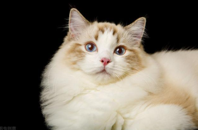 怎么养猫需要注意什么，找猫很灵的方法（饲养猫咪的5大禁忌）