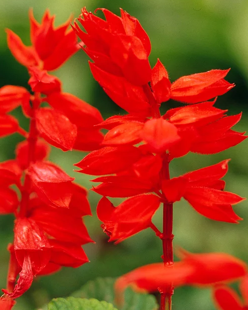 蓝花鼠尾草有几个品种，蓝花鼠尾草有几个品种图片（18种漂亮的鼠尾草）