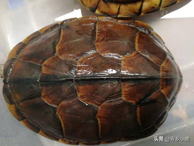 养金钱龟赚钱吗，养龟行业的分析（石金钱龟价格暴涨和暴跌的背后）