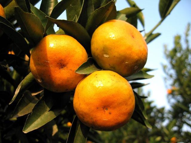 柑橘品种怎么分，柑橘品种（来看看你认识几个）